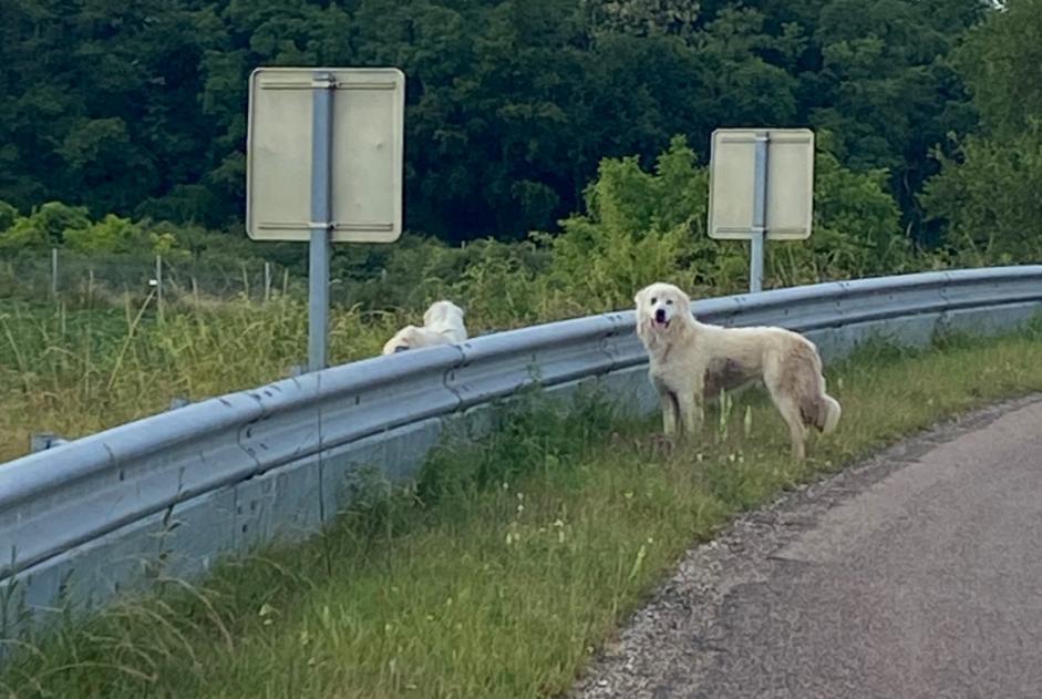 Discovery alert Dog  Unknown Saint-Cyr-les-Colons France