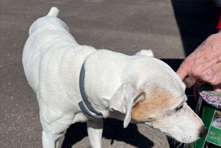 Alerte Découverte Chien Mâle Chevannes France Alerte Découverte Chien Mâle Chevannes France