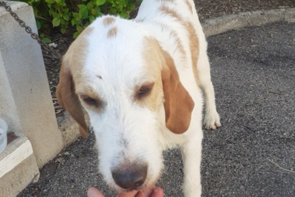 Avviso scomparsa Cane incrocio di razze  Maschio , 1 anni Champlay Francia
